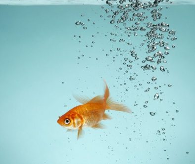 Studying a Goldfish's Attention Span Helps to Improve Span